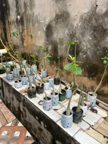 10 reais a rosa do deserto 