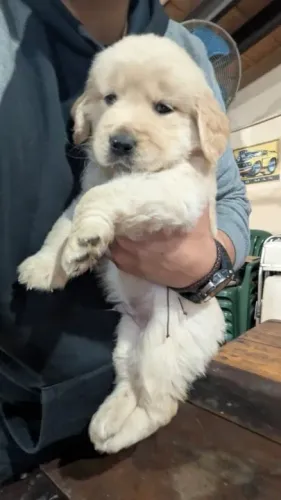 Golden Retriever,Golden Retriever Filhote Selecionado Alta Procedência