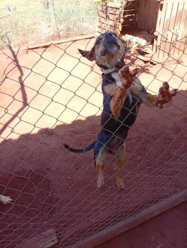 Doação cachorra fêmea 5 meses de idade tá vacinada 