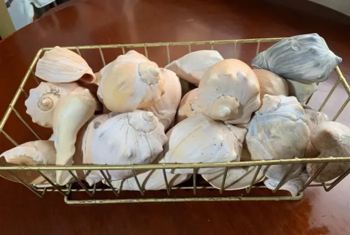 Leia descrição. 26 conchas naturais 