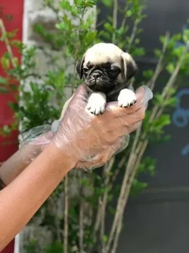 Pug Filhote com Garantia Contratual