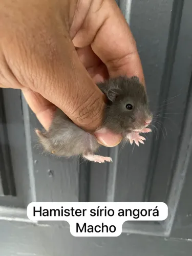 Hamister Sírio Angorá
