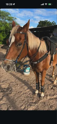 cavalo