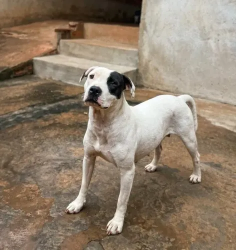 DOAÇÃO PITBULL E AMERICAN STAFFORDSHIRE