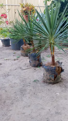 Palmeiras Yucca