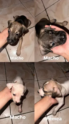 Doação de cachorros