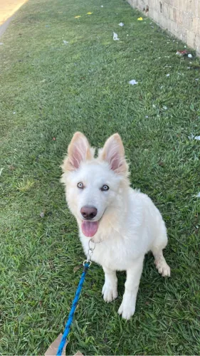 Procuro fêmea de husky pra cruzar com meu pastor branco suíço