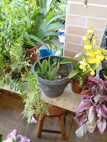 Plantas e sementes