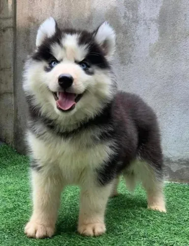 Husky siberiano com beleza