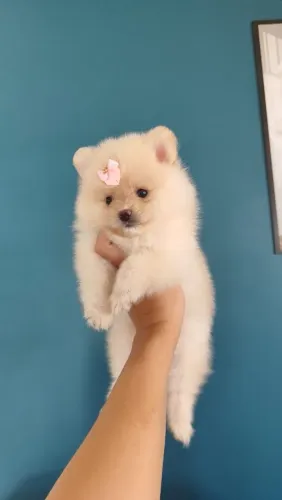 Fêmea branca champanhe filhote Lulu da Pomerânia