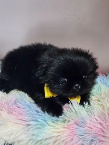 Pequines machinho preto minusculo