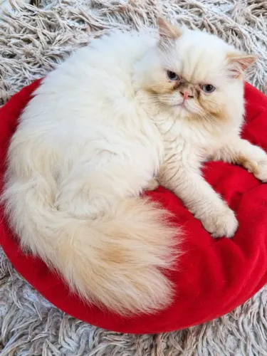 Gato persa macho vacinado!