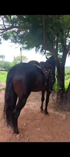 Cavalo