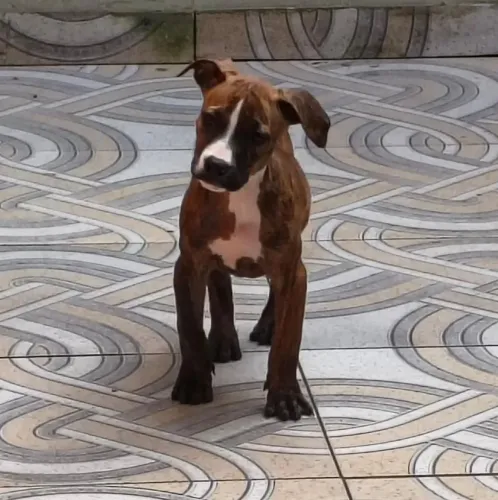 Filhotes de Pitbull últimas fêmeas