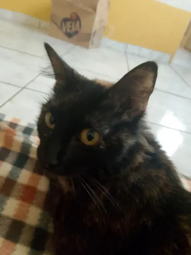 Doa-se gata