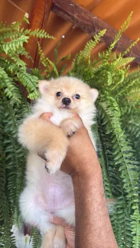 Spitz Alemão