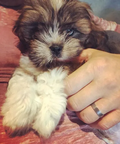 ?Filhotes de Lhasa Apso disponíveis - pronta entrega?