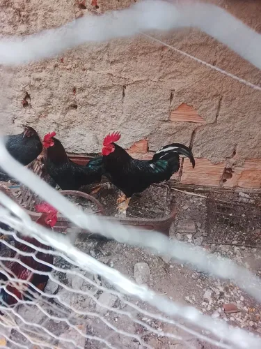 Galo