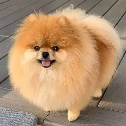 vendo lulu da Pomerânia femia 