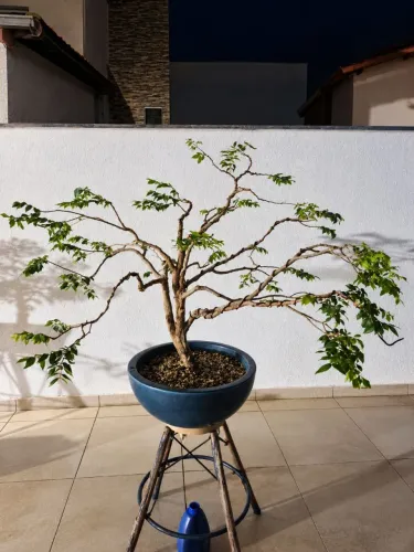 Lindo bonsai de Jabuticaba grande no vaso