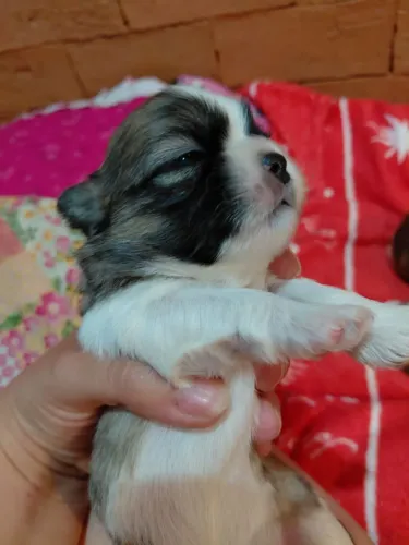 Shih Tzu Macho