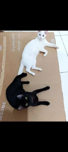 Doação gatas(garanto castração) tem 9 meses