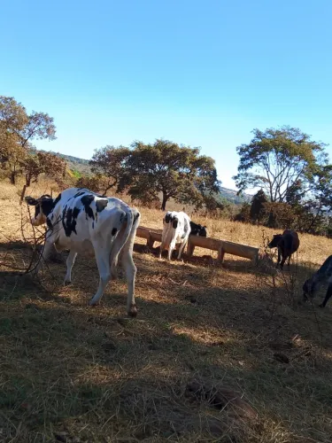 Vacas holandesas