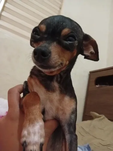 Cachorro Pincher 1