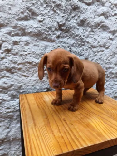 Filhotes de Basset - Uma Companhia Especial para Quem Você Ama