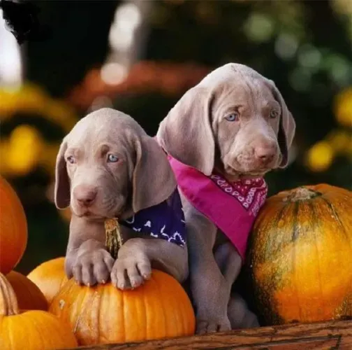 Weimaraner Machos e Femeas