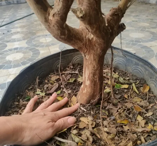 Jabuticabeira Sabará Legítima Produzindo no Pote Pronta Para Plantio