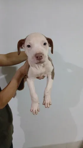 Filhotes de pitbul