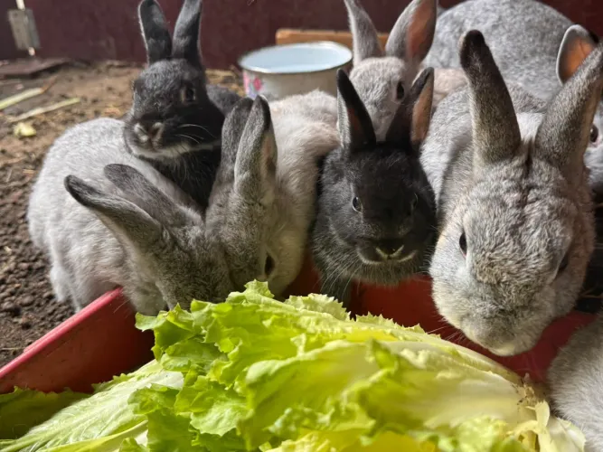 Coelhos fofos Netherland Dwarf