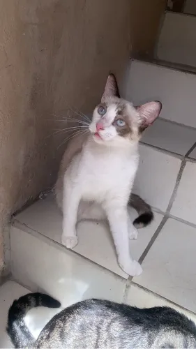 Gatinha linda ( doação responsável)