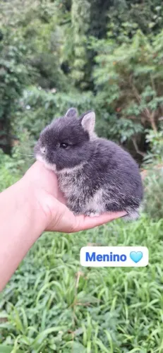Mini coelho Netherland Dwarf 