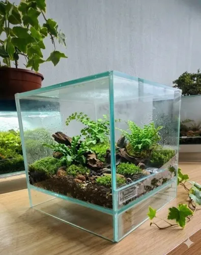 Eco terrario vivo