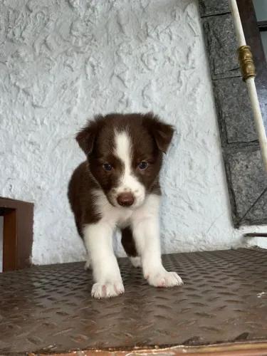 Border Collie