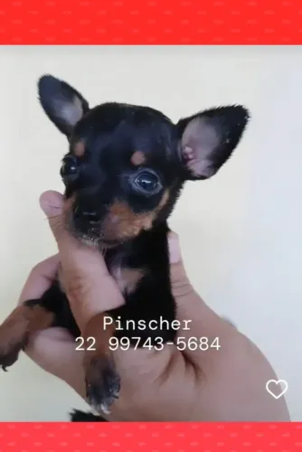 Pinscher miniatura macho 