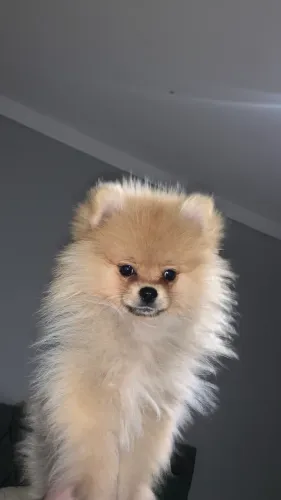 Lulu da Pomerania