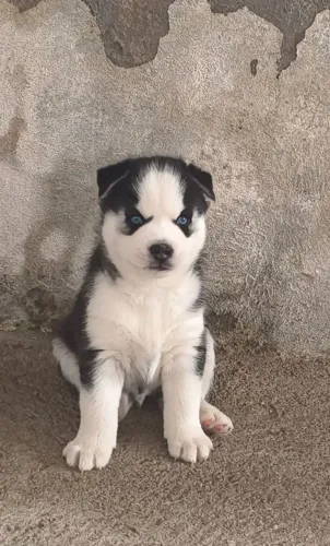 Filhotes de Husky siberiano