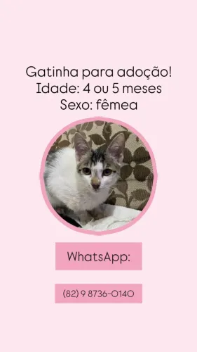 Gata para adoção!