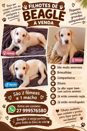 Filhotes de beagle à venda