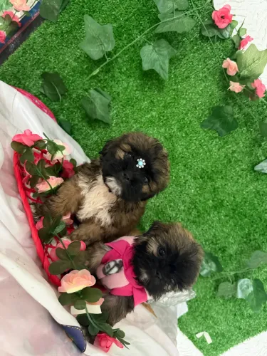 Filhote de shih tzu macho e fêmea 