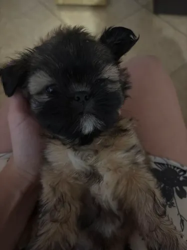 Cachorro shih tzu
