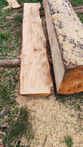 Pracha de pinus