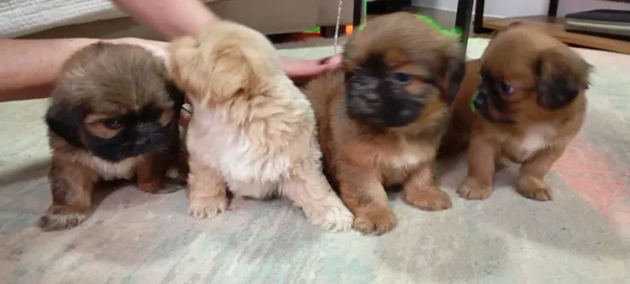 Vendo filhotes de lhasa apso