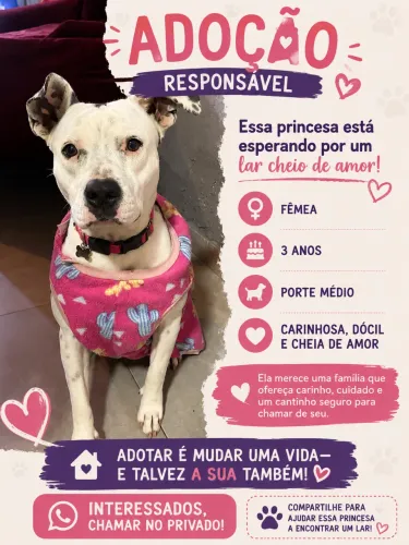 Pit bull femea 