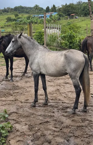 Cavalo Piquira Macho