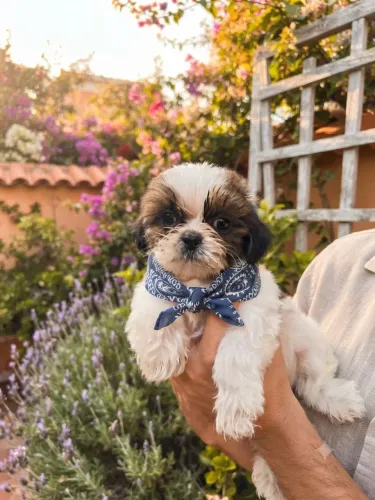 Lindos filhotes de shih Tzu pra venda 
