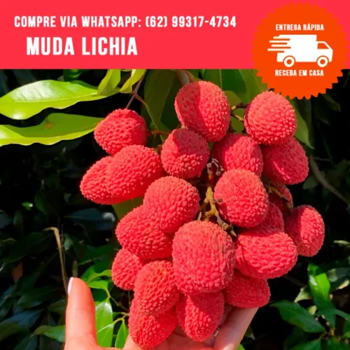 Muda de Lichia
